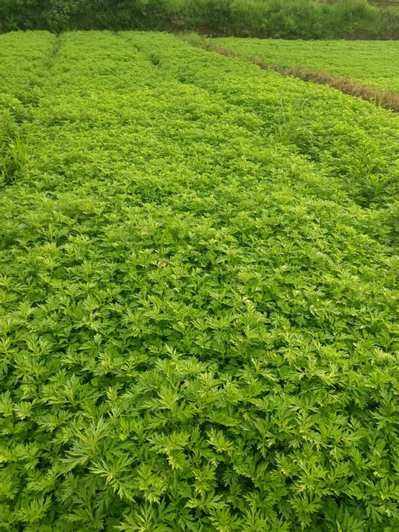 精选厂家食用甜心艾粉口感好品质优价格实惠常年供货欢迎电联