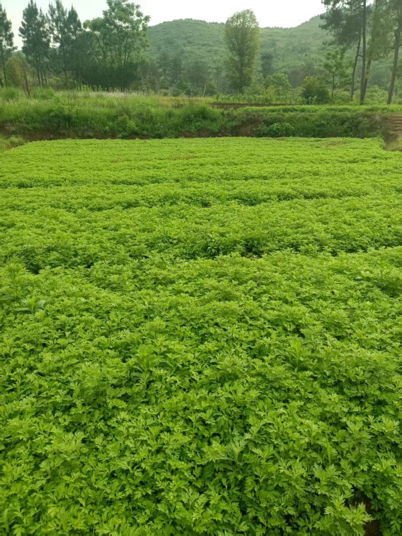 精选厂家食用甜心艾粉口感好品质优价格实惠常年供货欢迎电联