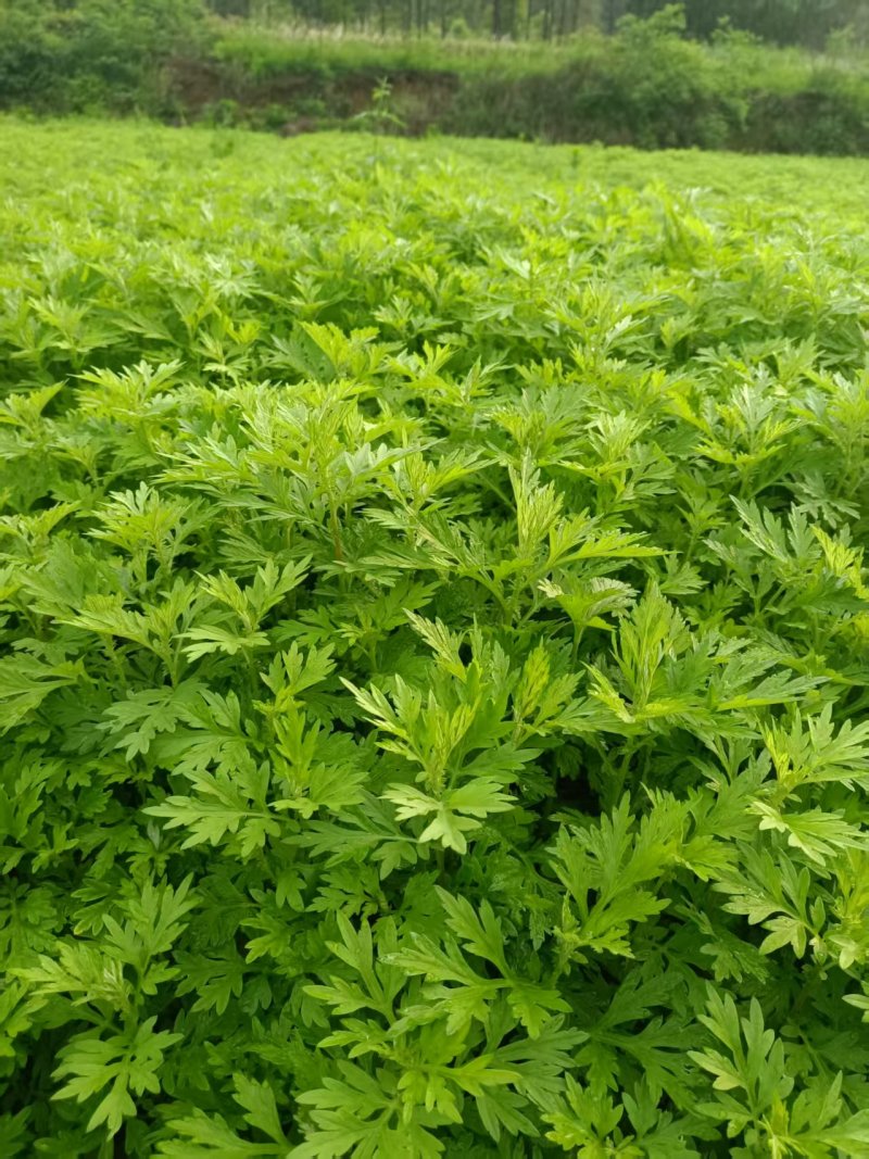 精选厂家食用甜心艾粉口感好品质优价格实惠常年供货欢迎电联