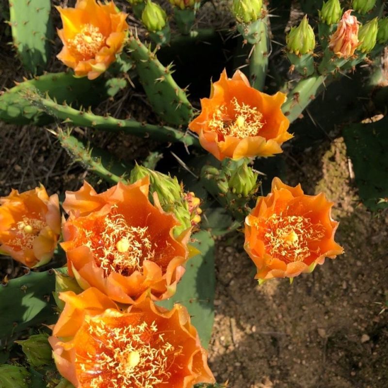 玉蓉花仙人掌花麒麟花产地货源一件代发