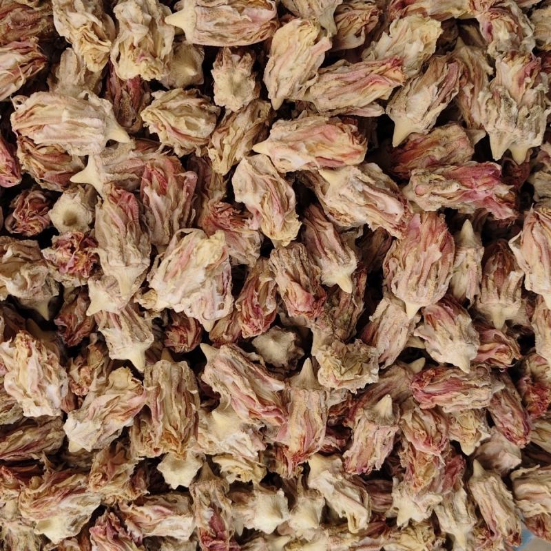 玉蓉花仙人掌花麒麟花产地货源一件代发