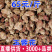 玉蓉花仙人掌花麒麟花产地货源一件代发