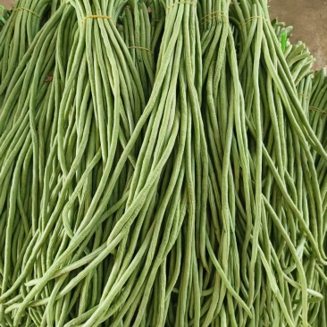 徐闻长豆角青条豆角基地直供质量上乘货源充足全国发货