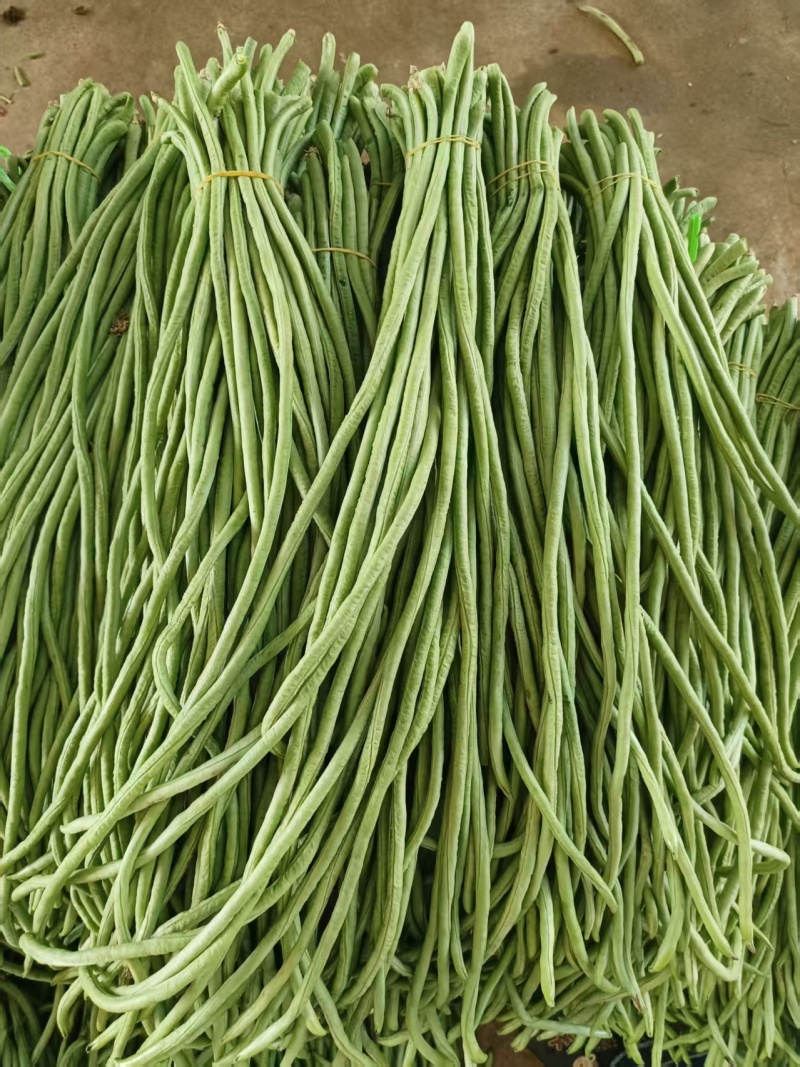 徐闻长豆角青条豆角基地直供质量上乘货源充足全国发货