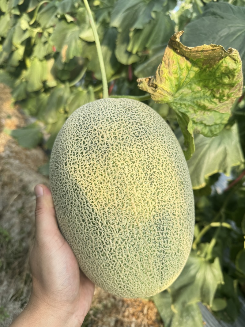 海南精品晓密25号网纹瓜玉菇产地一手货源大量上市