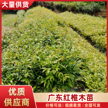 优选广东红椎木红椎木苗一手货源根系发达欢迎全国下单