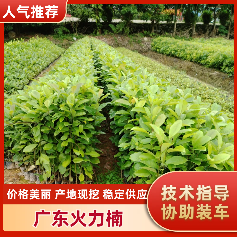 精品广东火力楠苗圃直发根系发达品质保证欢迎下单