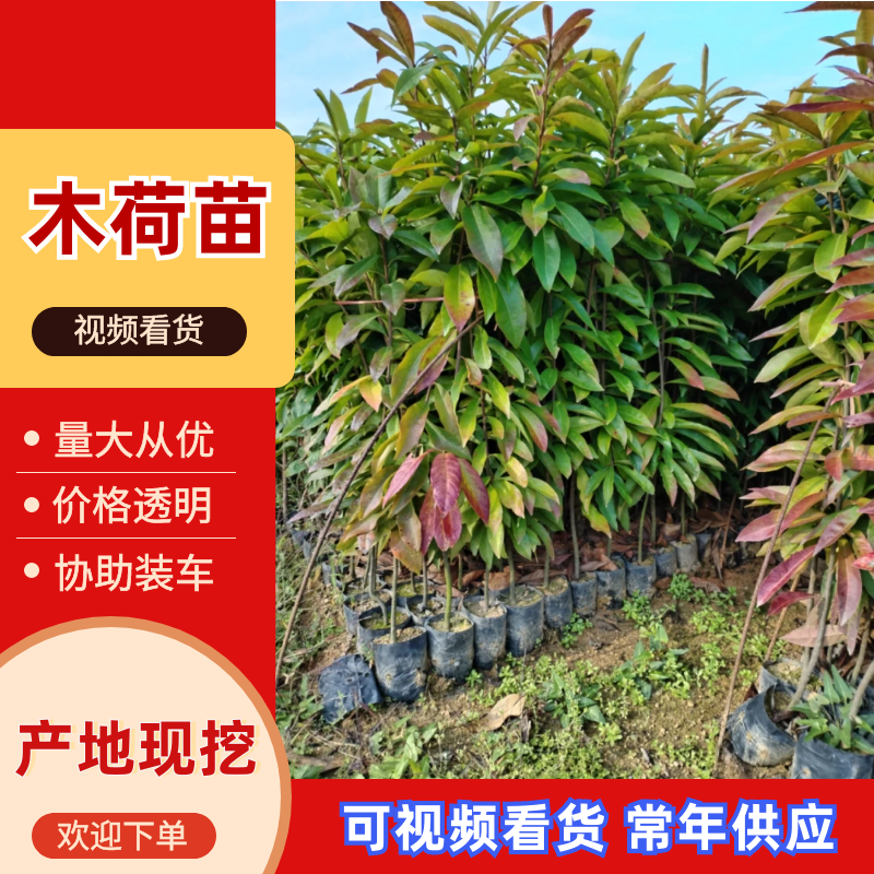 广东苗木荷木苗苗圃直发货源充足价格优惠欢迎致电