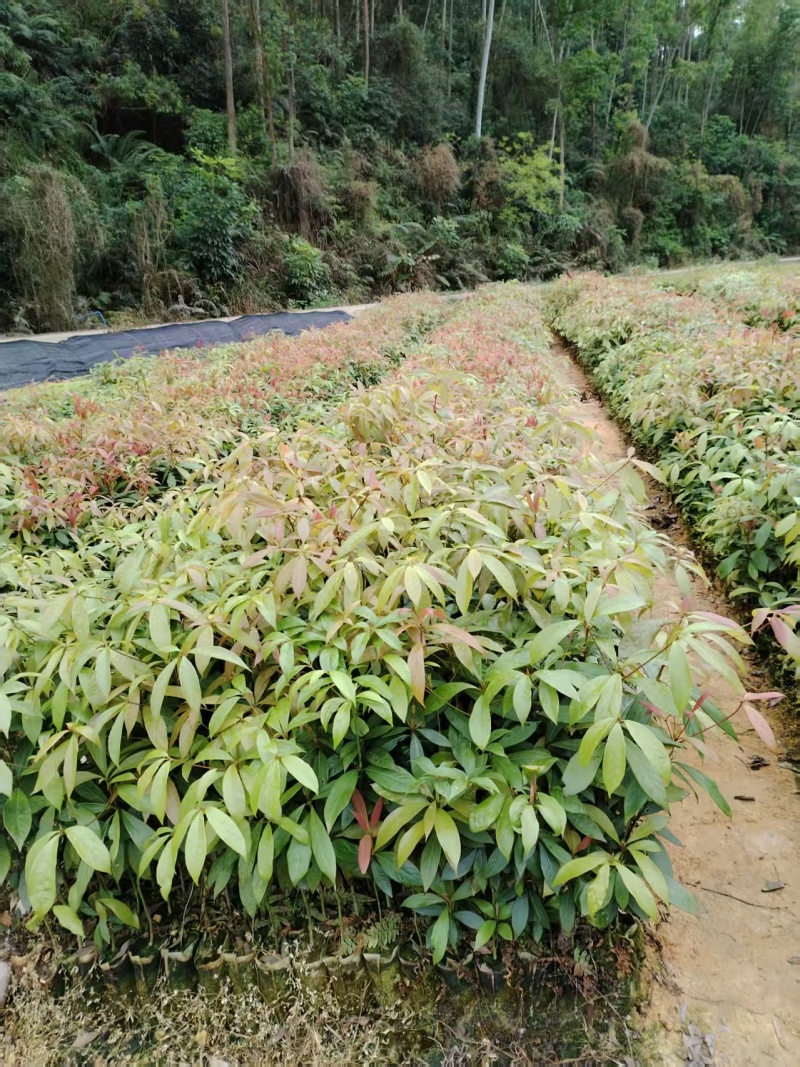 优选广东红椎木红椎木苗一手货源根系发达欢迎全国下单
