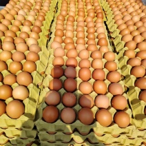 优选鲜鸡蛋红皮鸡蛋河北基地直供质量保证量大优惠全国发货
