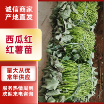 红薯苗西瓜红红薯苗基地直发技术指导量大优惠
