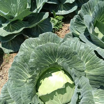 圆包菜甘蓝精品四川乐山包菜大量有货产地直供