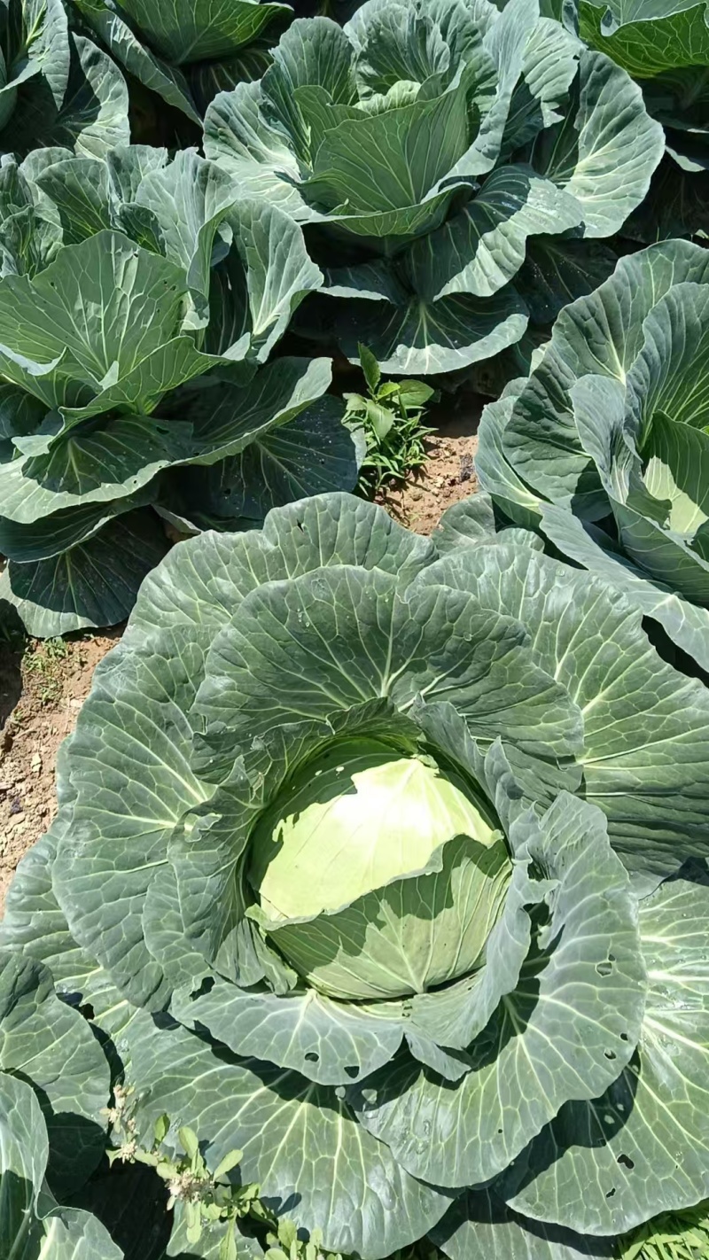 圆包菜甘蓝精品四川乐山包菜大量有货产地直供