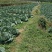 圆包菜甘蓝精品四川乐山包菜大量有货产地直供