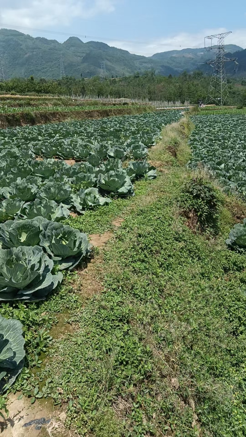 圆包菜甘蓝精品四川乐山包菜大量有货产地直供