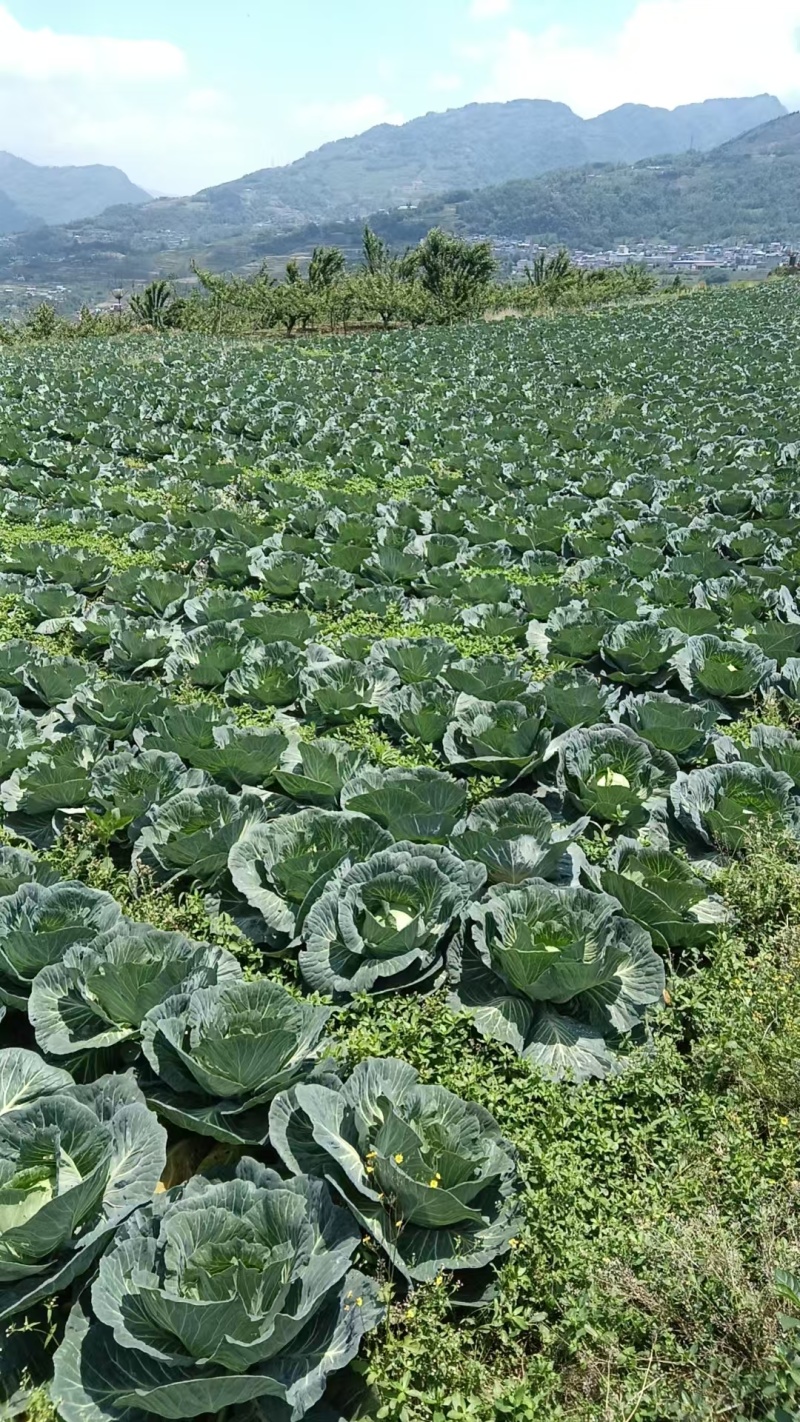 圆包菜甘蓝精品四川乐山包菜大量有货产地直供