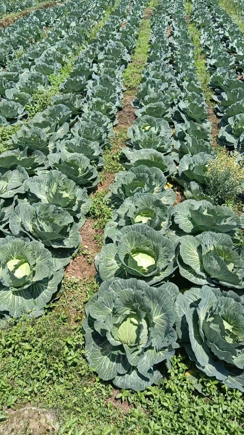 圆包菜甘蓝精品四川乐山包菜大量有货产地直供