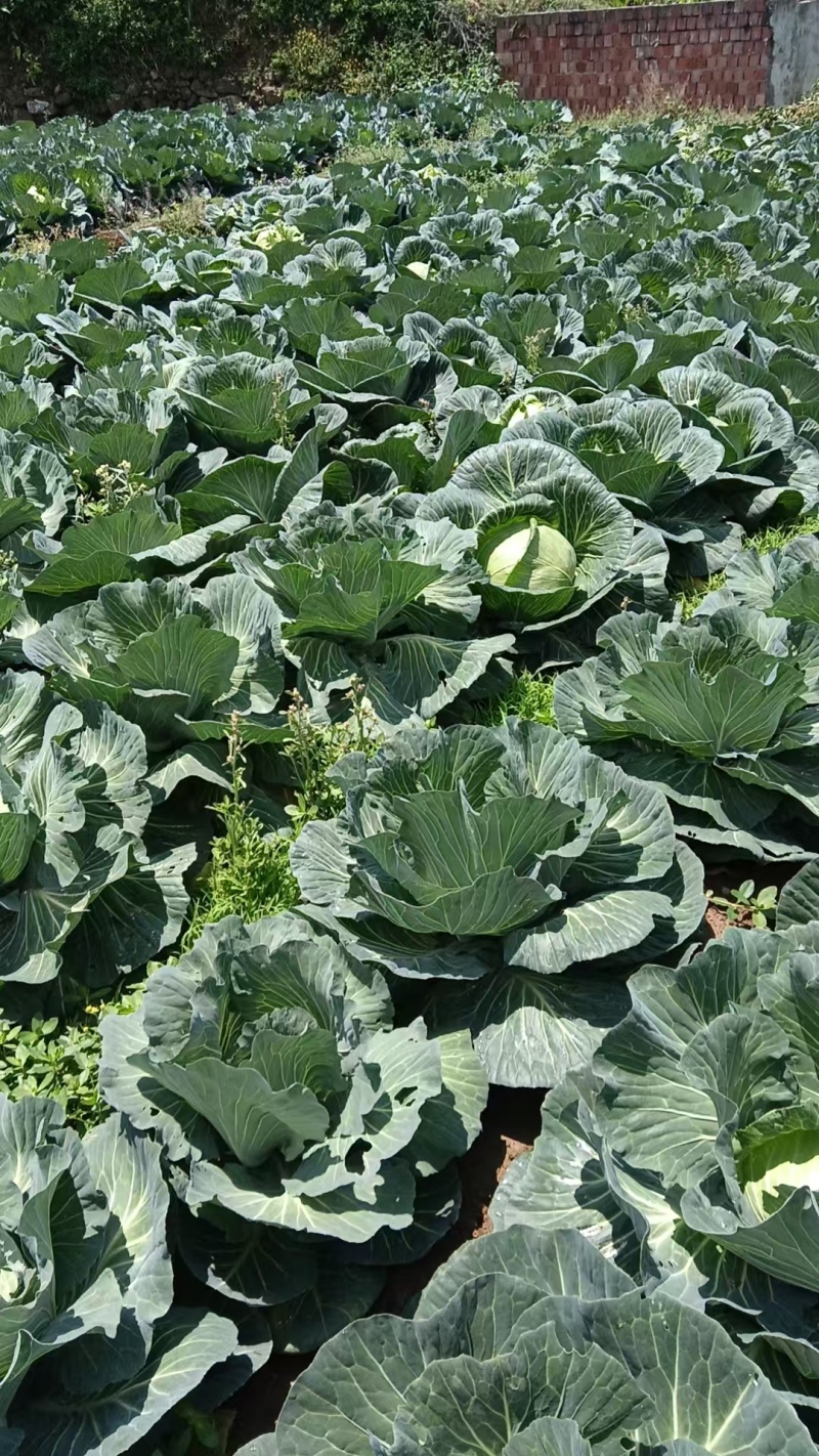 圆包菜甘蓝精品四川乐山包菜大量有货产地直供