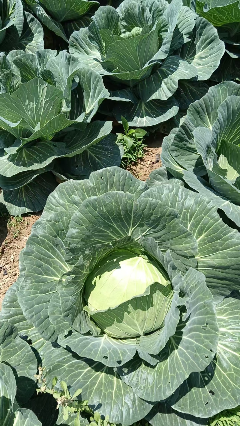 圆包菜甘蓝精品四川乐山包菜大量有货产地直供