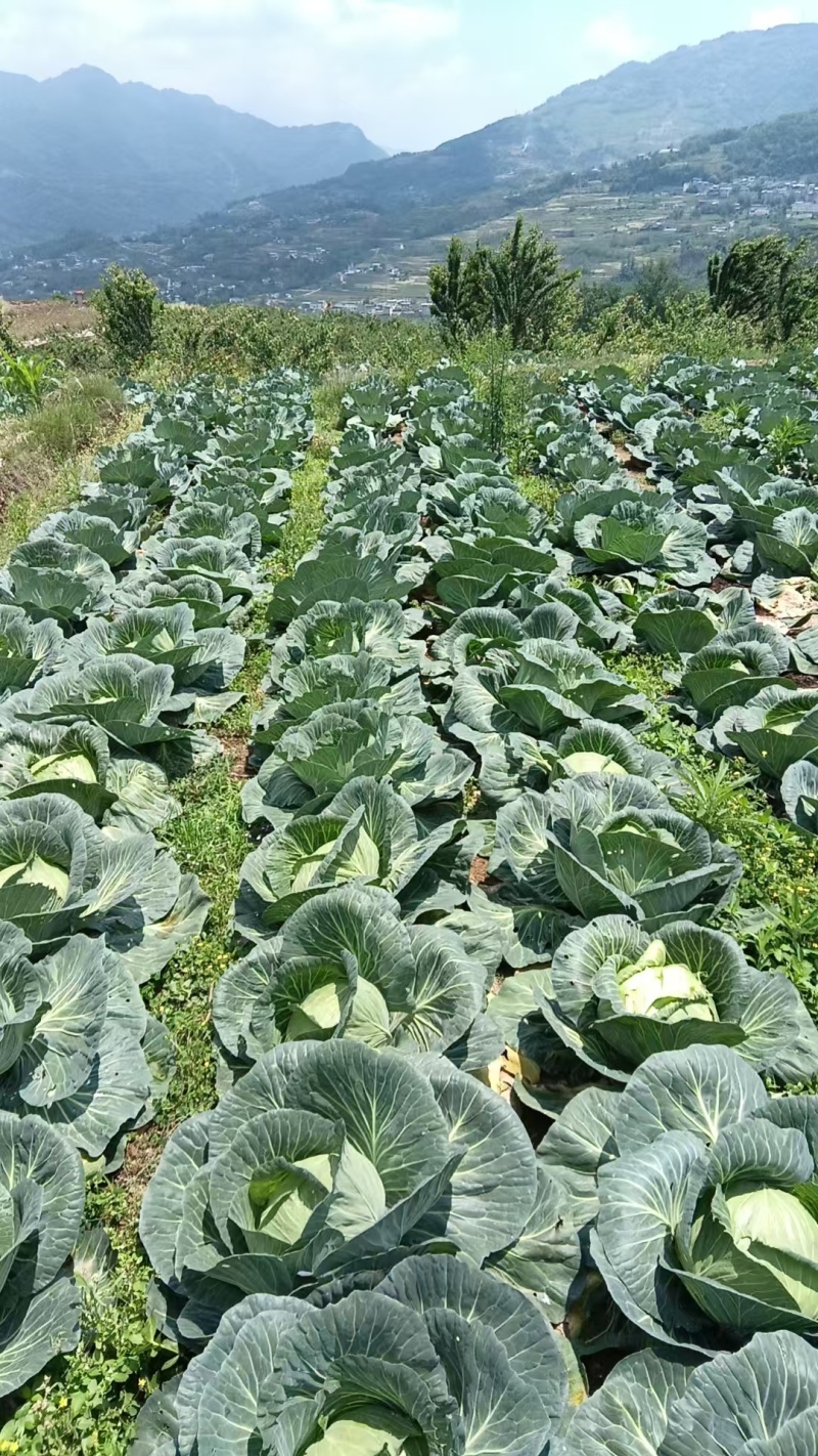圆包菜甘蓝精品四川乐山包菜大量有货产地直供