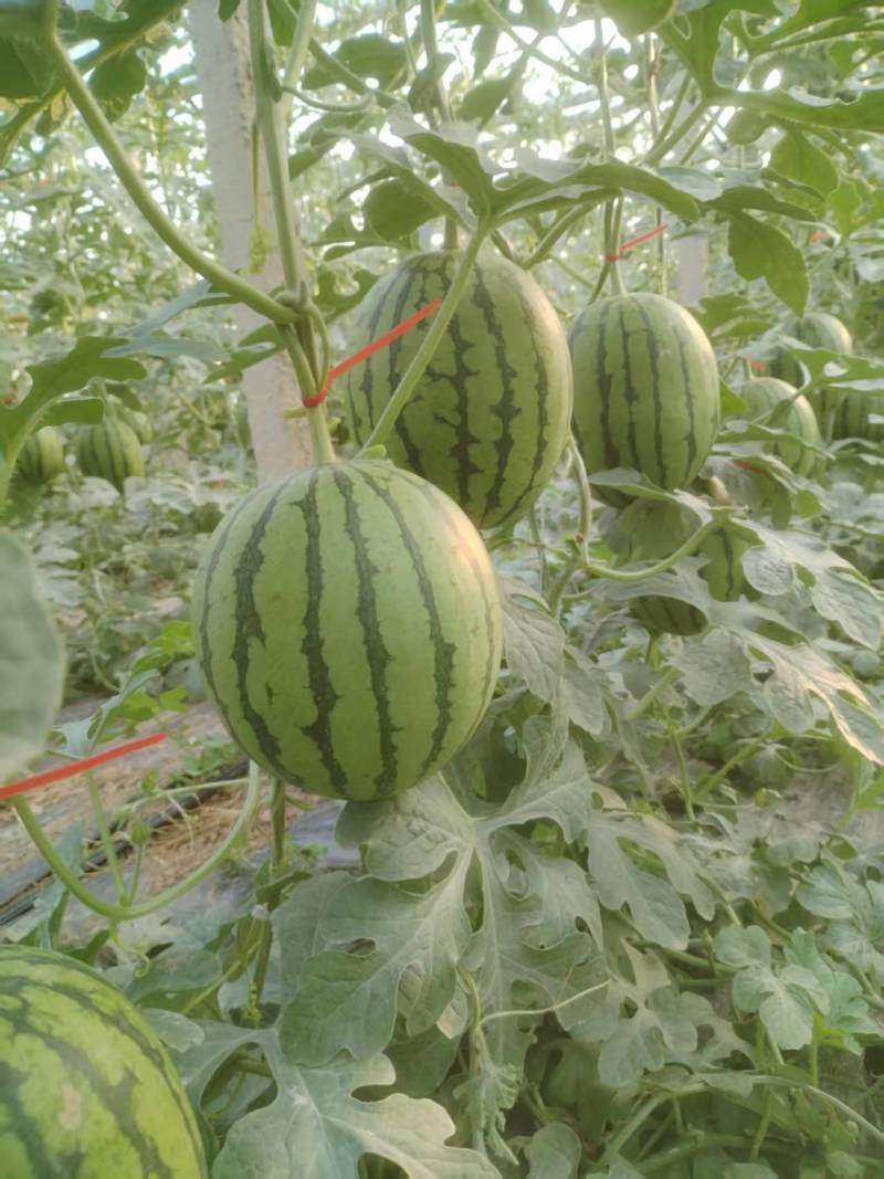 小吊瓜，L600万亩大棚，大量上市，货源稳定欢迎采购联系