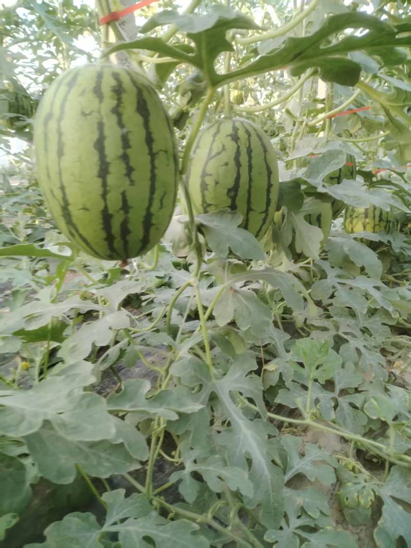 小吊瓜，L600万亩大棚，大量上市，货源稳定欢迎采购联系