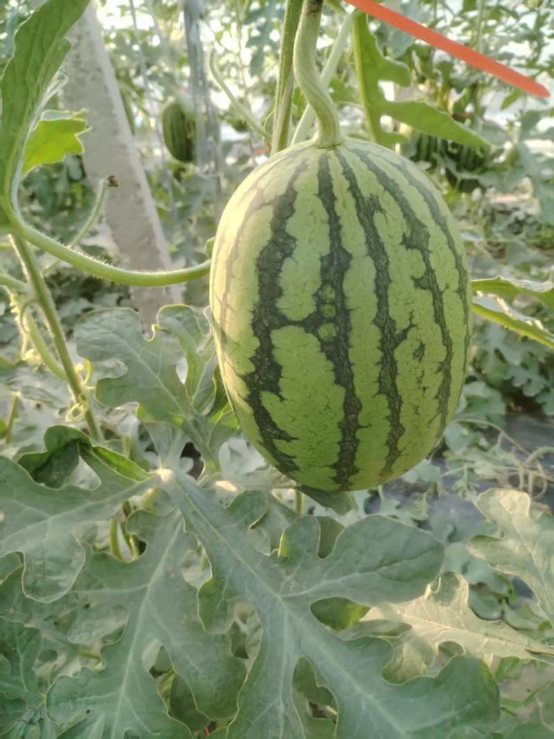小吊瓜，L600万亩大棚，大量上市，货源稳定欢迎采购联系