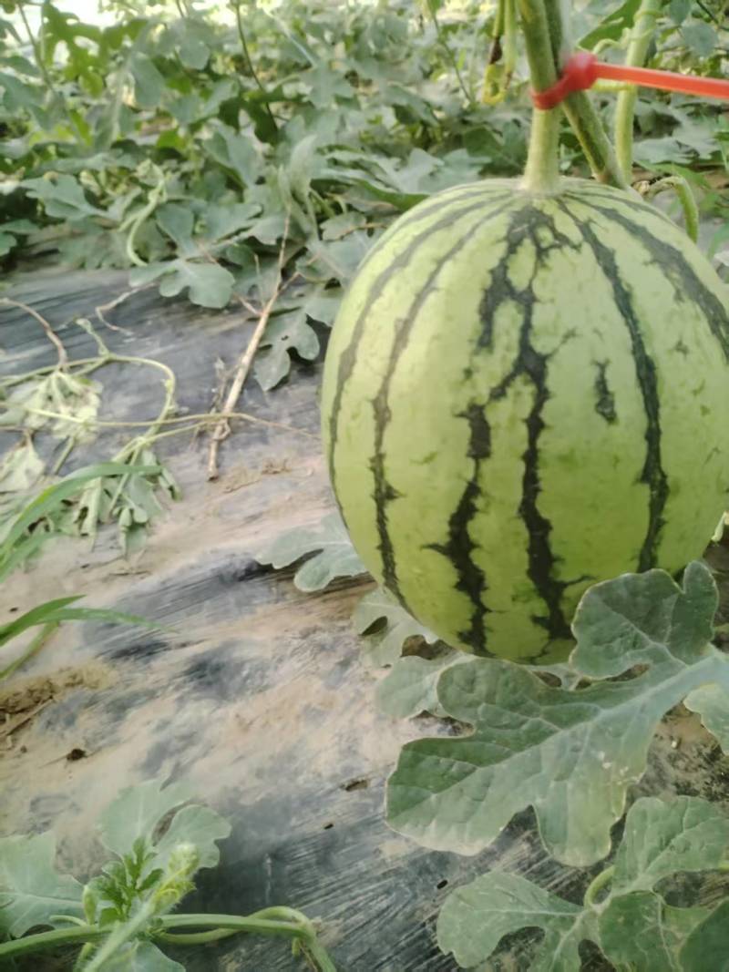 小吊瓜，L600万亩大棚，大量上市，货源稳定欢迎采购联系