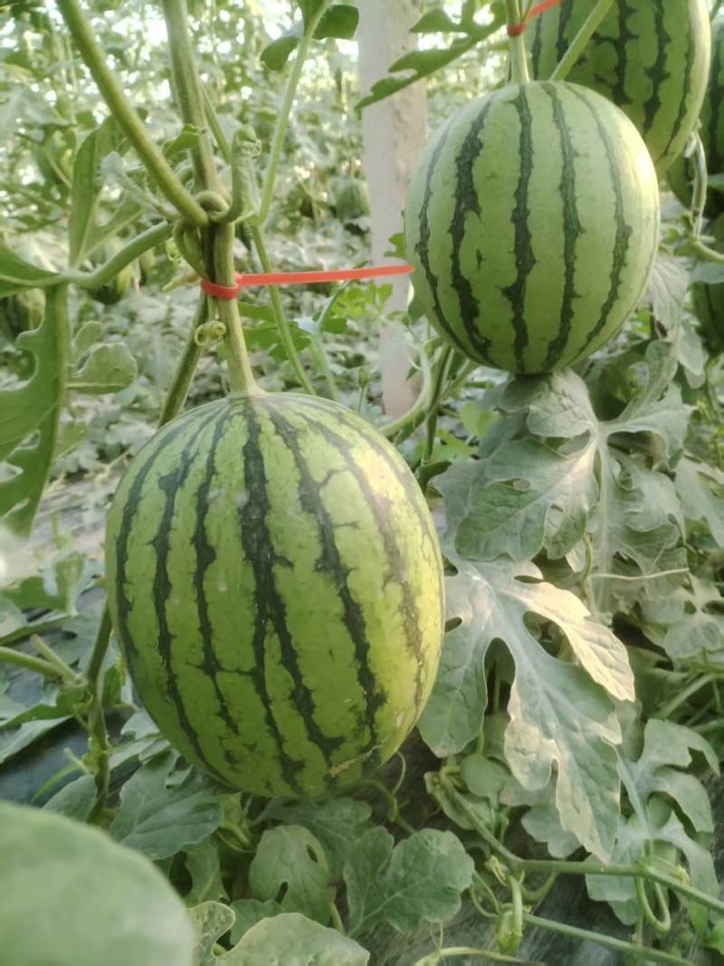 小吊瓜，L600万亩大棚，大量上市，货源稳定欢迎采购联系