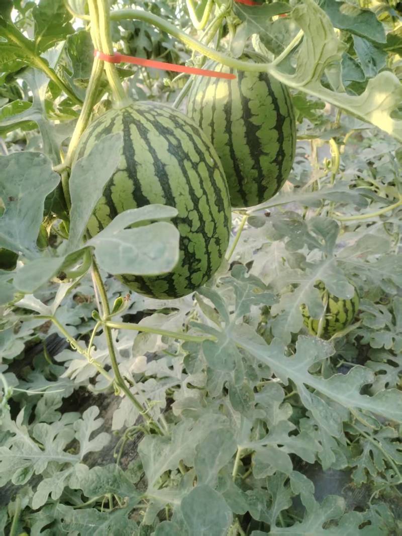 小吊瓜，L600万亩大棚，大量上市，货源稳定欢迎采购联系