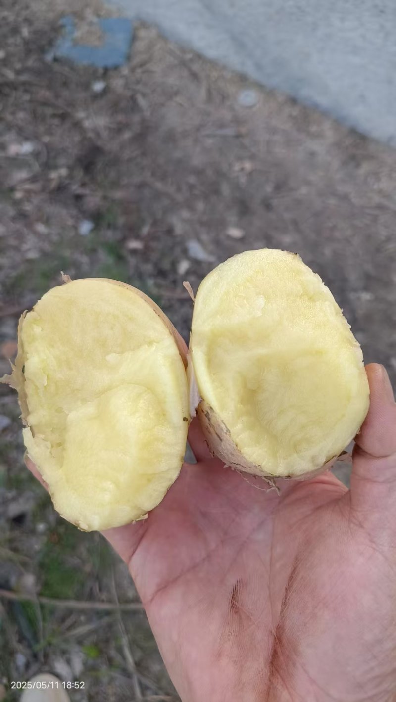 【黄心土豆】湖北天门基地直供质量保证货源充足全国发货