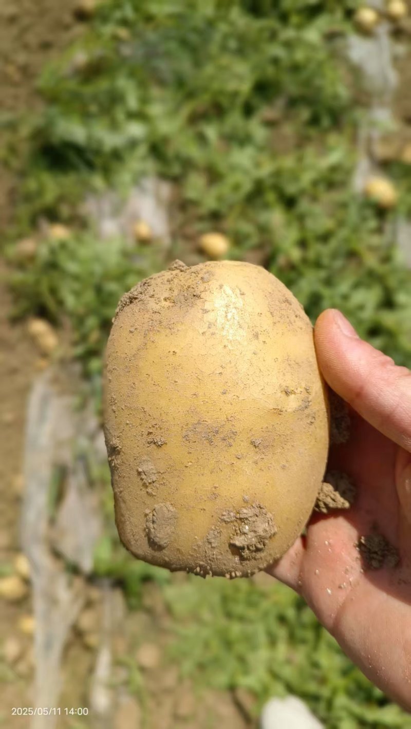 【黄心土豆】湖北天门基地直供质量保证货源充足全国发货