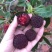 精选杨梅福建东魁杨梅漳州杨梅口感一绝价格实惠欢迎老板联系