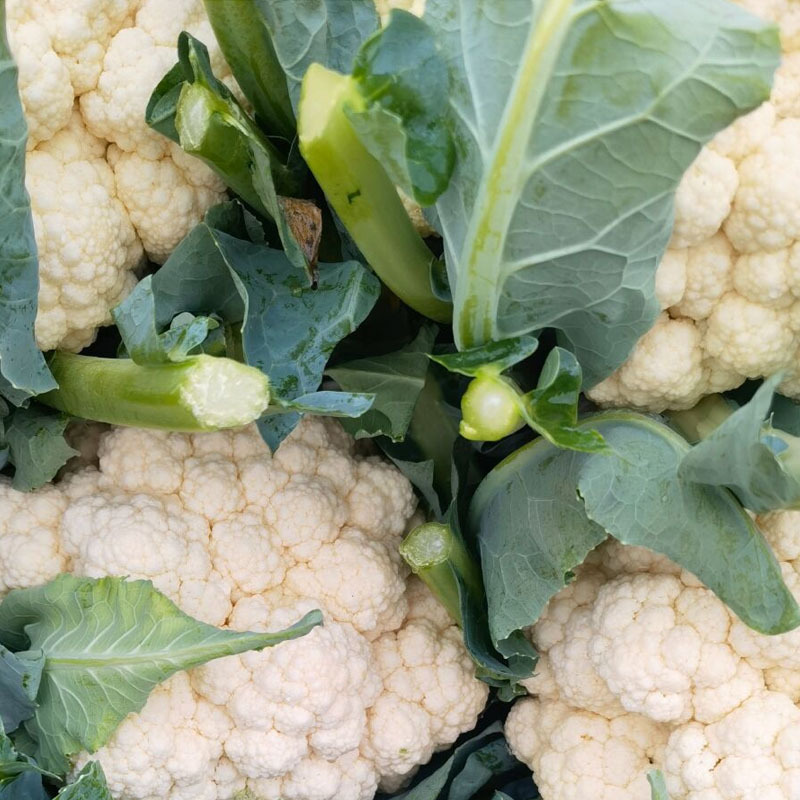 长生青梗65天青梗菜种子白松花菜耐热耐湿大田基地