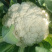 文兴种苗农家小院65天青梗松花菜种子白花球雪白梗浅绿色