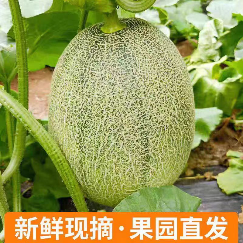 哈密瓜晓蜜25哈密瓜大量现货代收代卖对接各大平台