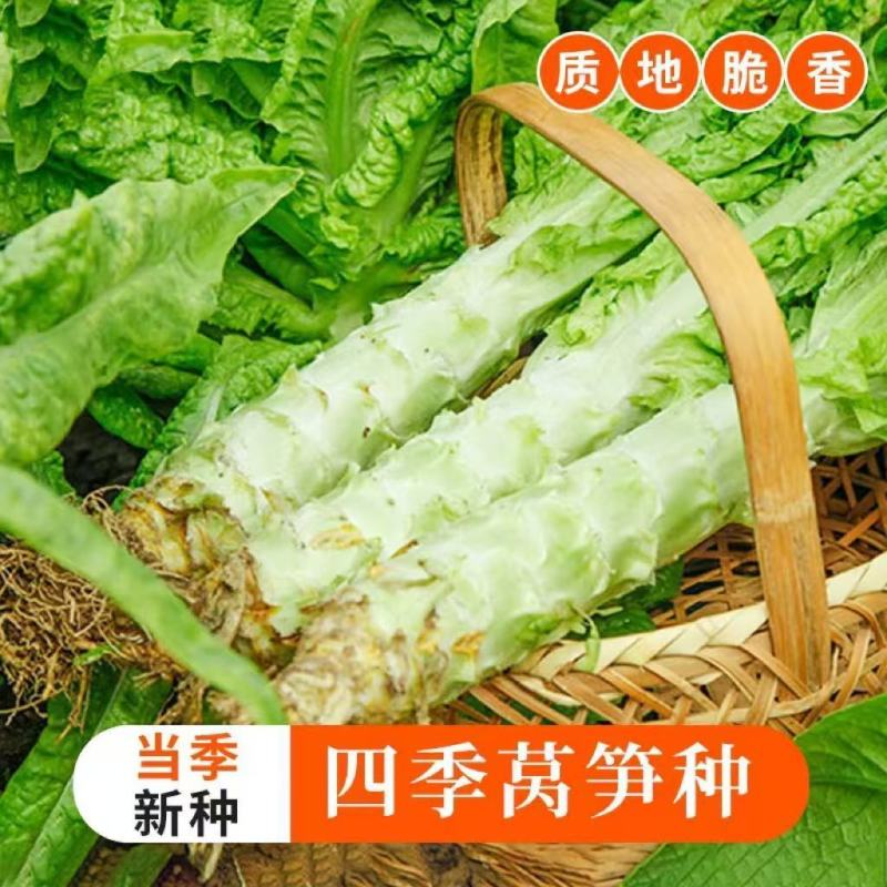 【夏季圆叶香莴笋种子】金品二号耐寒耐热高产嫩白皮绿肉春夏