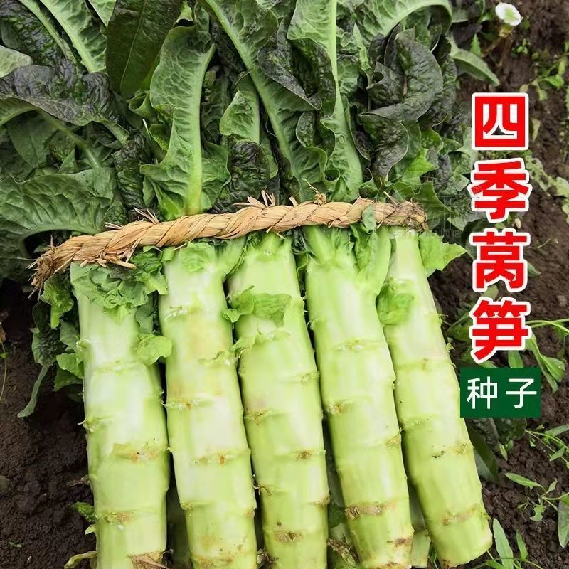 【夏季圆叶香莴笋种子】金品二号耐寒耐热高产嫩白皮绿肉春夏