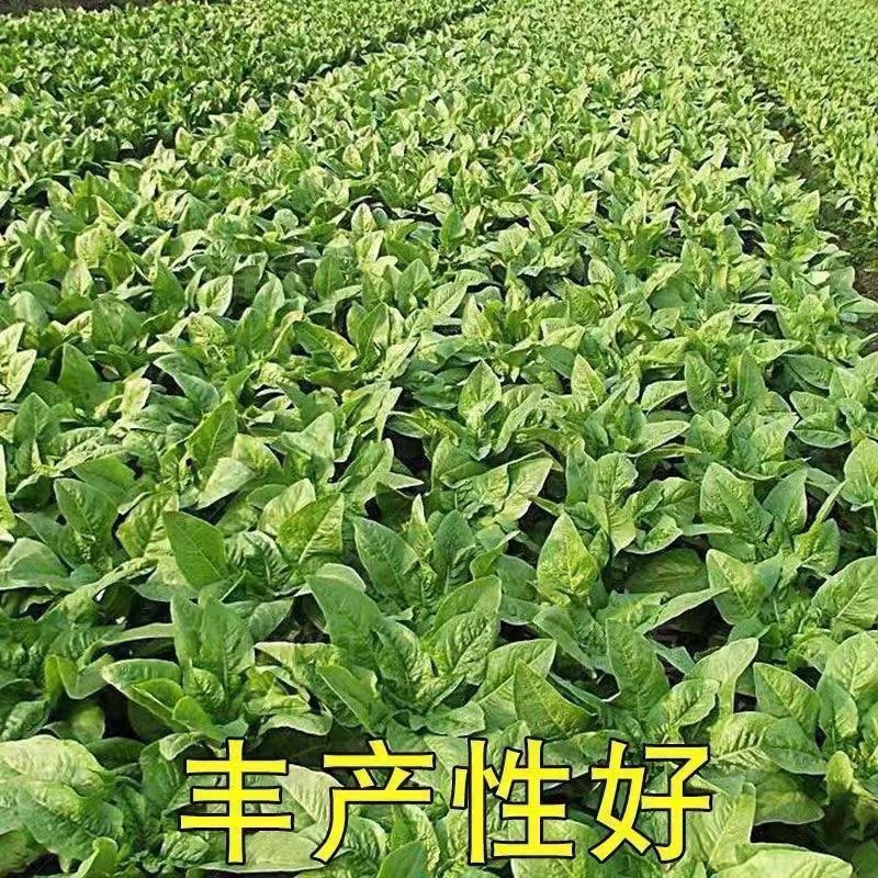 【夏季圆叶香莴笋种子】金品二号耐寒耐热高产嫩白皮绿肉春夏