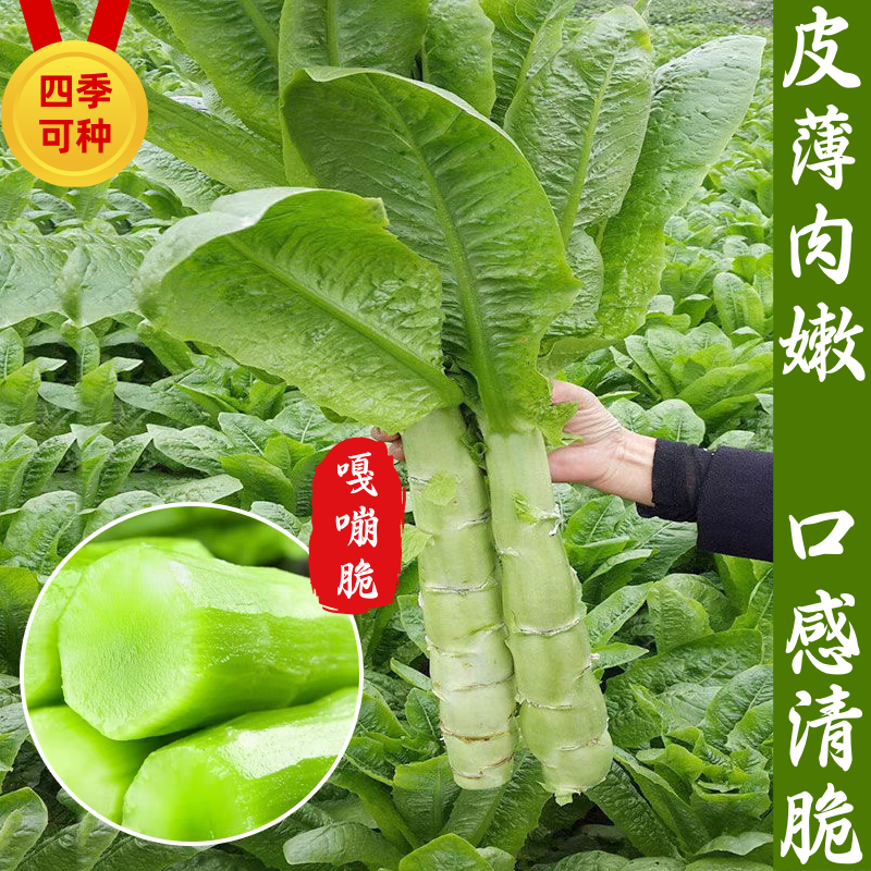【夏季圆叶香莴笋种子】金品二号耐寒耐热高产嫩白皮绿肉春夏