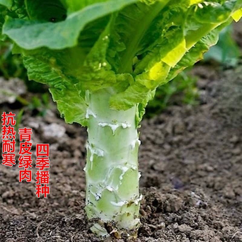 【夏季圆叶香莴笋种子】金品二号耐寒耐热高产嫩白皮绿肉春夏