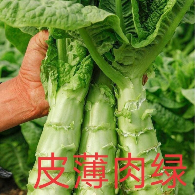 【夏季圆叶香莴笋种子】金品二号耐寒耐热高产嫩白皮绿肉春夏