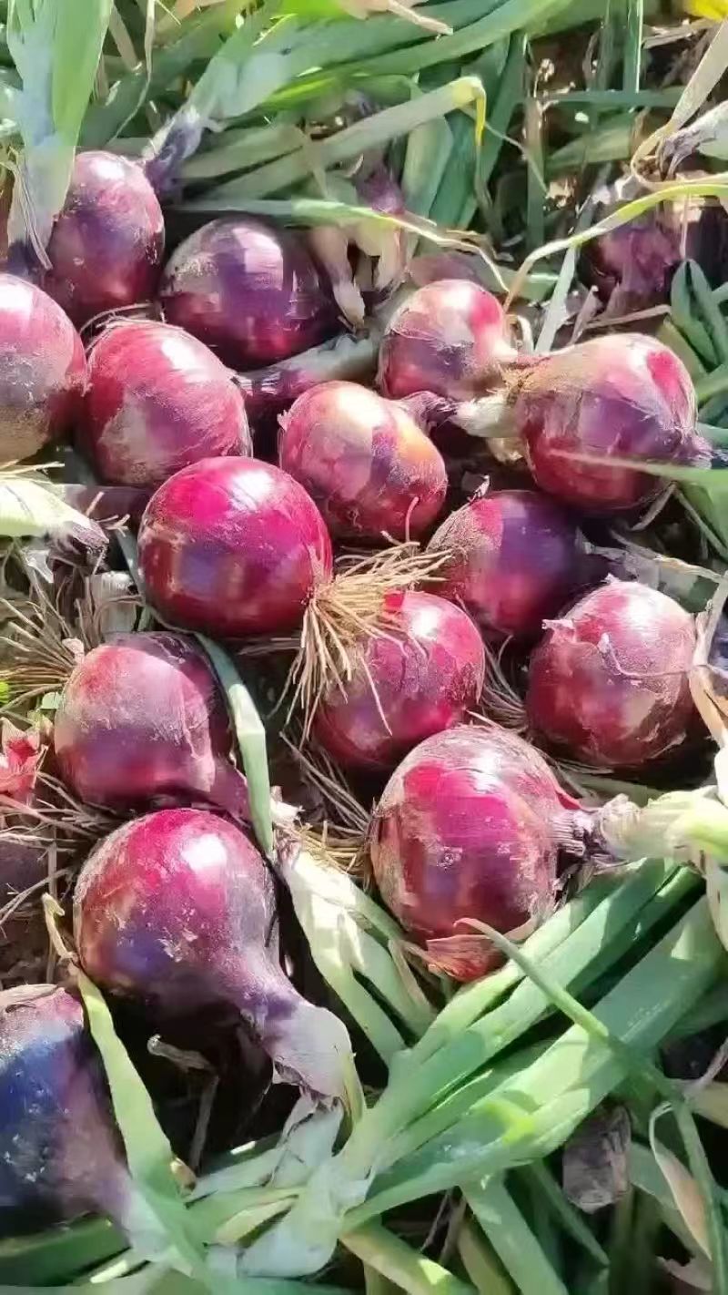 红皮洋葱