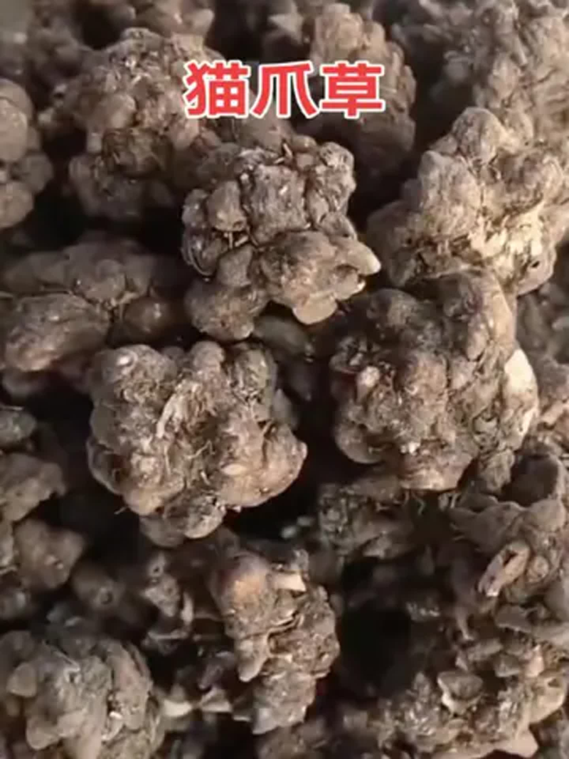 中药材猫爪草新货