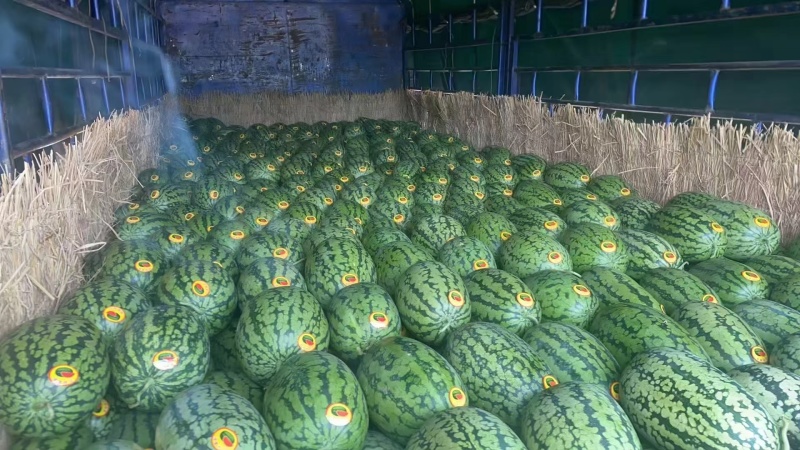 【大量上市】广西绿爽西瓜皮薄多汁电商瓜产地一手货源稳定