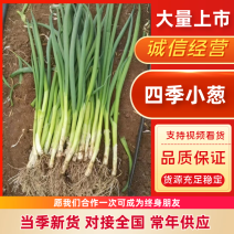 吉林小葱，四季小香葱，新鲜现挖现发，可吃可种，全国发货