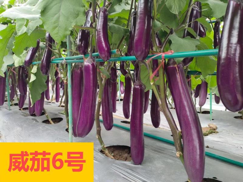 中茄苗烧烤茄苗