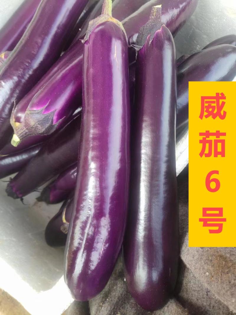 中茄苗烧烤茄苗