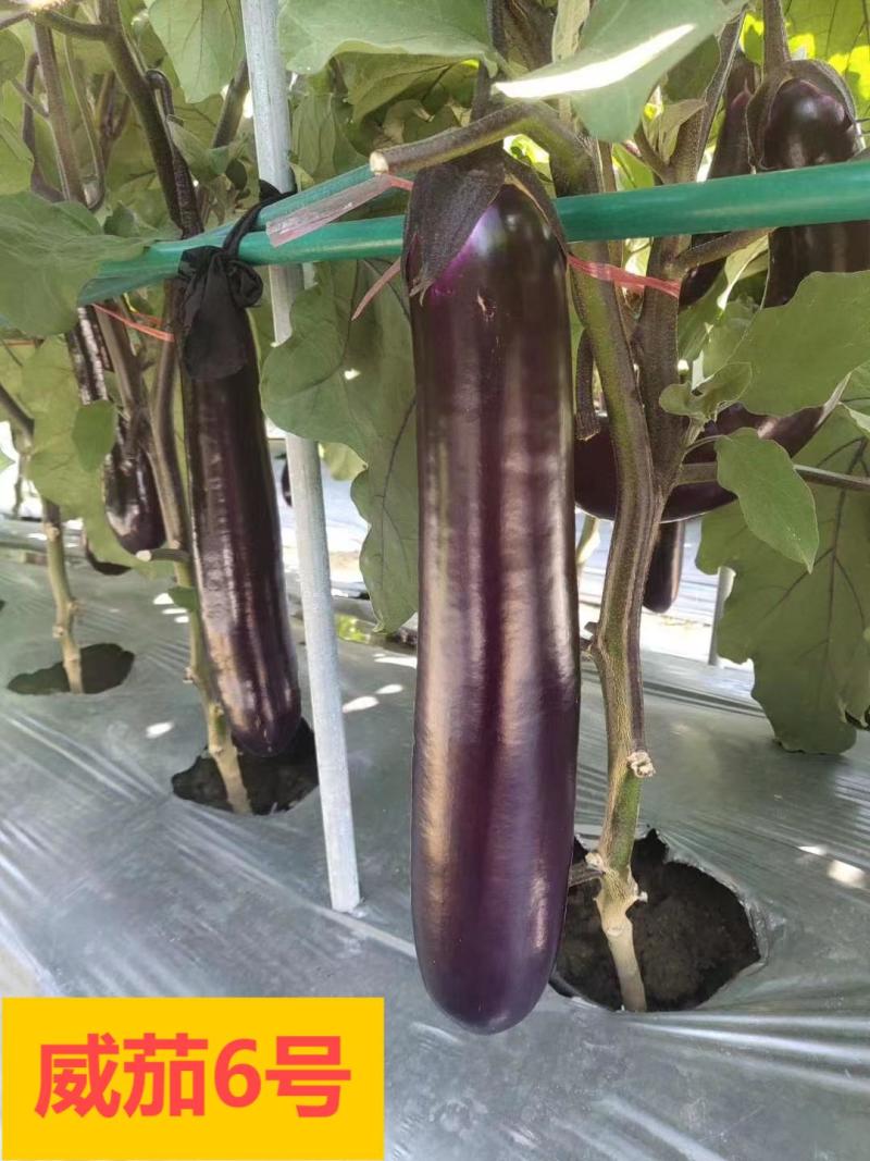 中茄苗烧烤茄苗