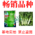 【夏季可种】全能玉尖叶香莴笋种子耐热耐寒四季播皮薄肉香莴